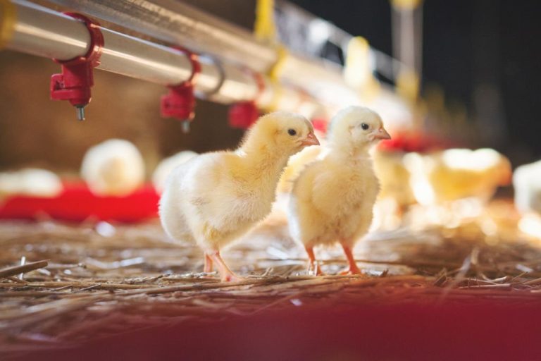 What Medication Is Used for Day-Old Broilers? A Comprehensive Guide
