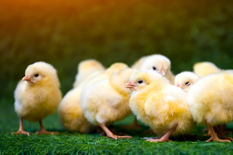 Proven Strategies On How to take care of broilers from day old?